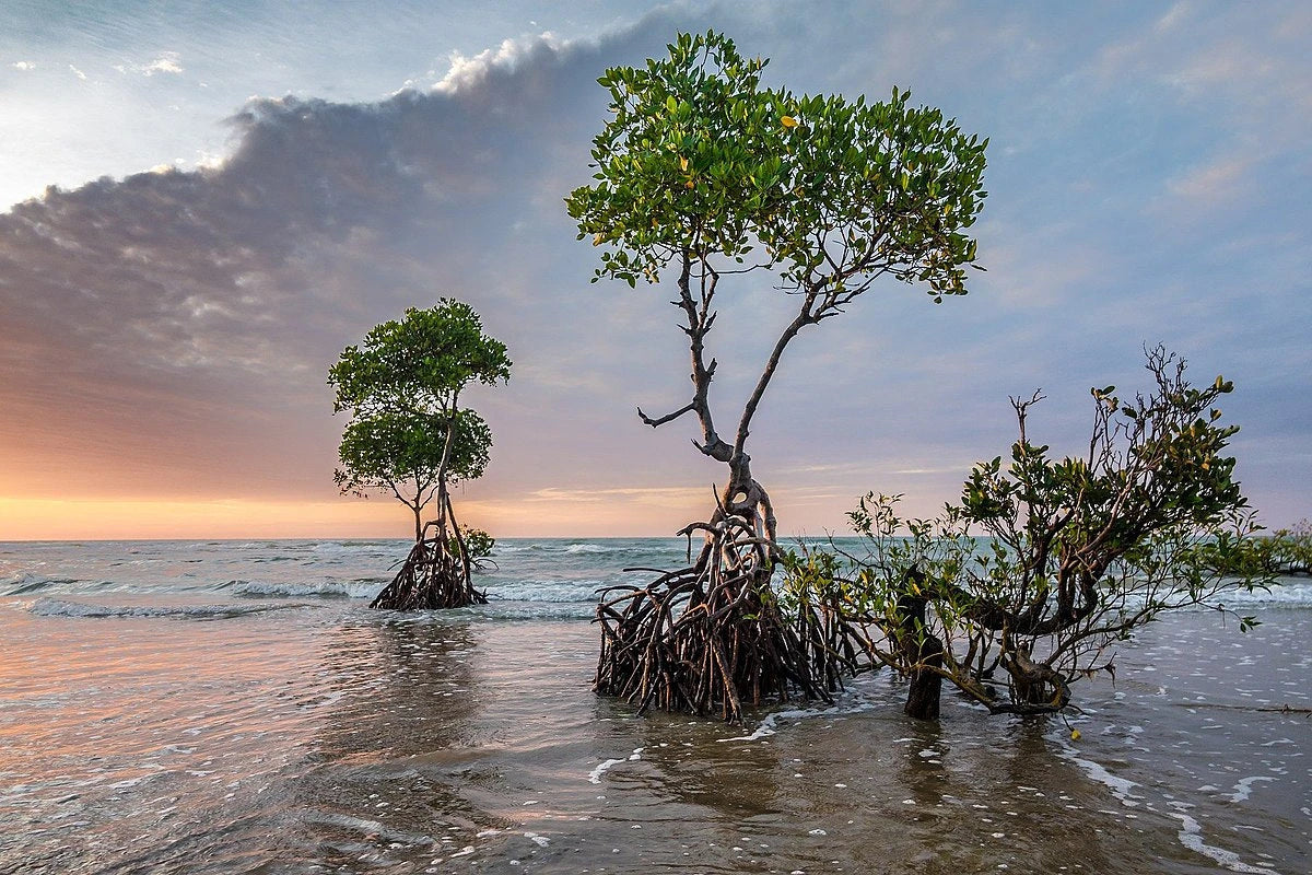 THE MANGROVE COLLECTION